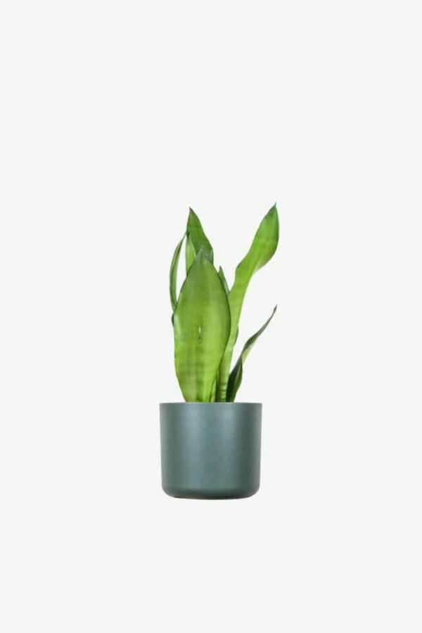 plants ecommerce product featured img 3